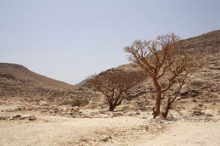 Wilder Oman – Wandern auf den Spuren der arabischen Götter