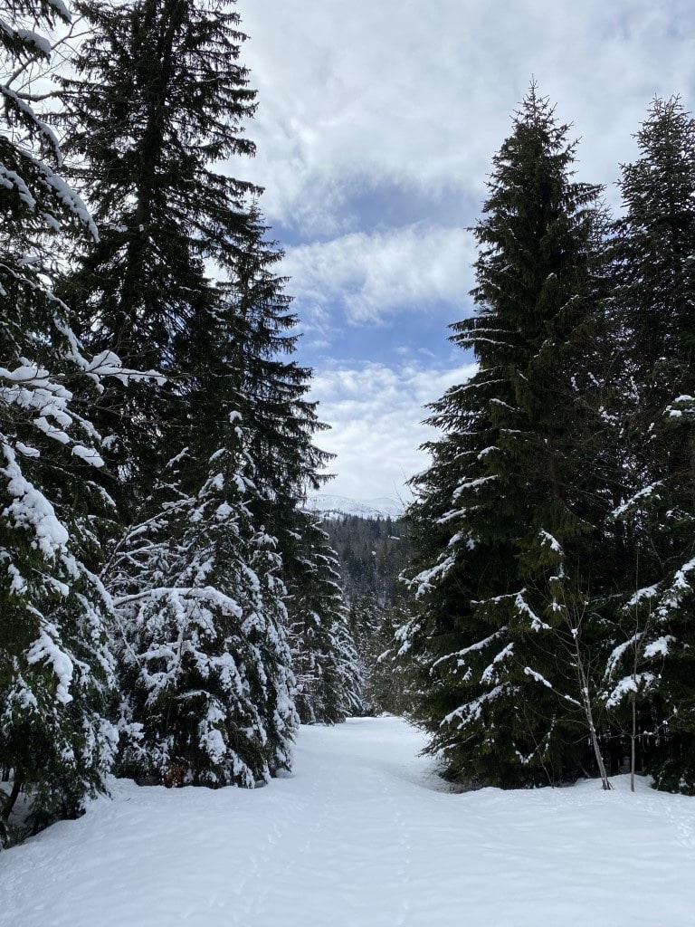 In den bosnischen Bergen - Auf den Spuren von Bären und Co. 9
