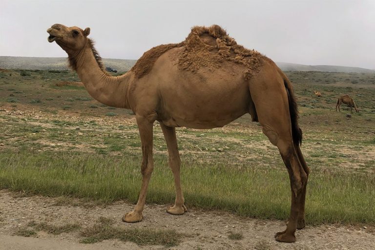 Oman im Sommer – Kamele im Nebel