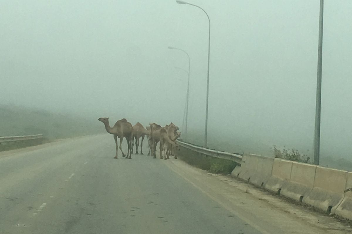 Kamele im Nebel 20